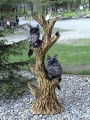 Owls Perched
